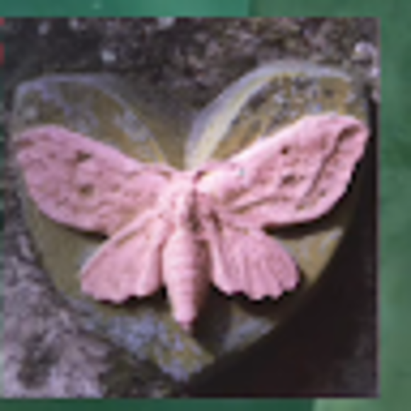violetyellow357